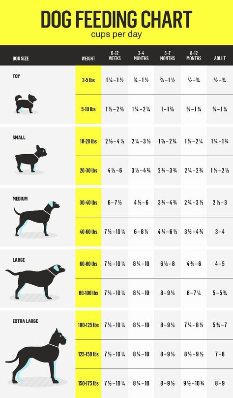 Dog Nutrition Homemade, Dog Feeding Schedule, Raw Feeding For Dogs, Make Dog Food, Food Dog, Raw Dog Food Recipes, Dog Nutrition, What Dogs, Dog Facts