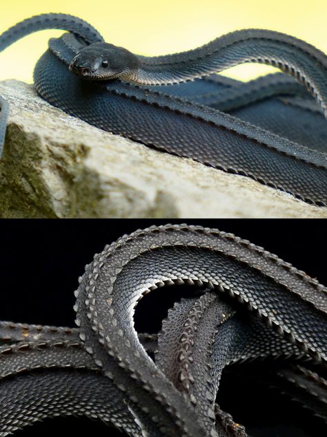 Non Venomous Snakes, Snake Reference, Flying Snake, Dragon Snake, Cool Snakes, Cute Reptiles, Reptile Snakes, Cute Snake, Beautiful Snakes