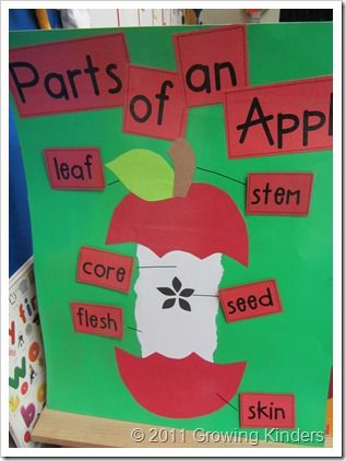 we are working on diagrams and labels then the kids can make their own (see next pin) Parts Of An Apple, Preschool Apple Theme, September Preschool, Apple Kindergarten, Apple Lessons, Apple Math, Apple Preschool, Science Literacy, Apple Unit