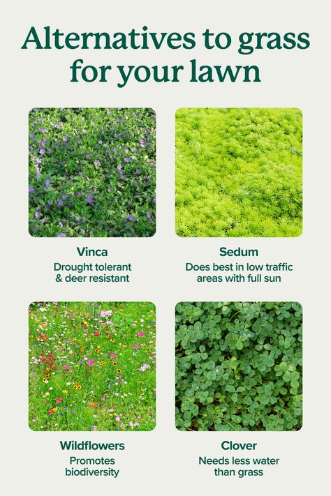 Want to add some variety to your landscape? These plants are great for ground cover:  🌿 Sedum adds texture and interest to your garden. Use it to line garden paths or fill containers. 🪻 Plant vinca to add a pop of periwinkle to your groundcover. 🌼 Wildflowers like coneflowers and daisies add beautiful blooms to areas with low traffic. 🍀 Clover is a popular and hardy alternative to grass for lawns. Hardy Ground Cover Plants, Lawn Alternatives Backyard, Grass Alternative Backyard, Climate Optimism, Grass Lawn Alternative, Clover Ground Cover, Vinca Ground Cover, Backyard Grass Alternative, Grass Alternatives