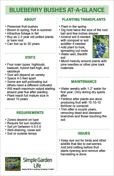 Blueberry Bushes At-A-Glance guide by simplegardenlife.com Holly Bushes In Landscaping, Blueberry Bush, Seed Starting Soil, Growing Marigolds, Morning Glory Vine, Holly Bush, Growing Blueberries, Fruit Bushes, Blueberry Plant