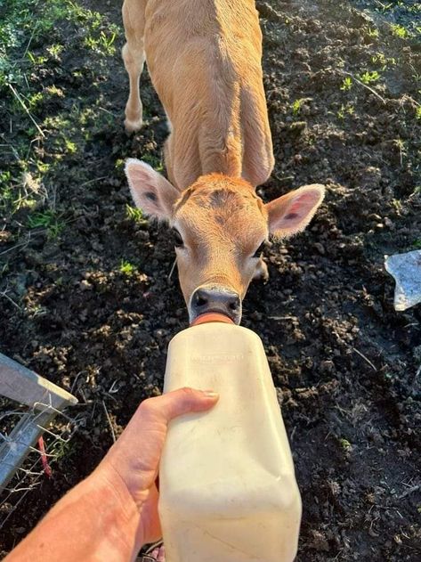 Hobby Farm Aesthetic, Simple Farm Life, Future Farms, Farm Lifestyle, Baby Cow, Vegan Animals, Baby Cows, Ranch Life, Animal Sanctuary