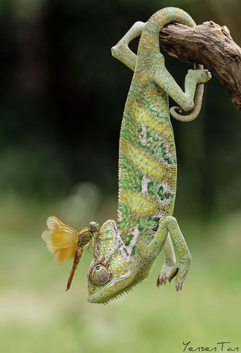 Types Of Chameleons, Veiled Chameleon, Cute Reptiles, Reptiles And Amphibians, Green And Yellow, Animal Photo, Nature Animals, Amphibians, 귀여운 동물