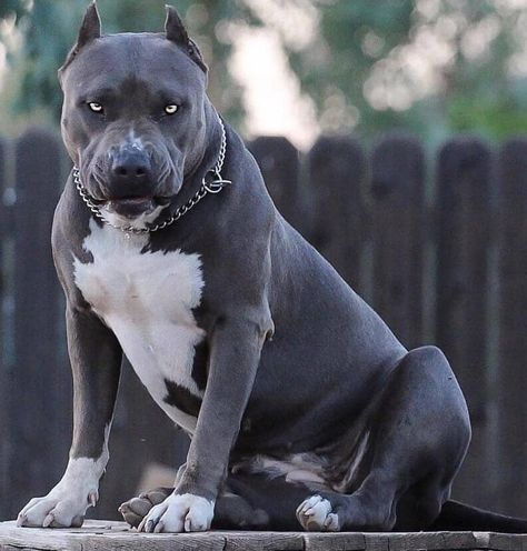 T.G on Instagram: “👿👿 #tbt #pitbull #blue #bully #dogoargentino #dog #dogoargentino #rotweiler #dubai #berlin #california #losangeles #newyork” Dogo Argentino Dog, Bully Breeds Dogs, Corso Dog, Scary Dogs, Bully Dog, Aggressive Dog, Pitbull Puppies, Pitbull Dog, Pitbull Terrier