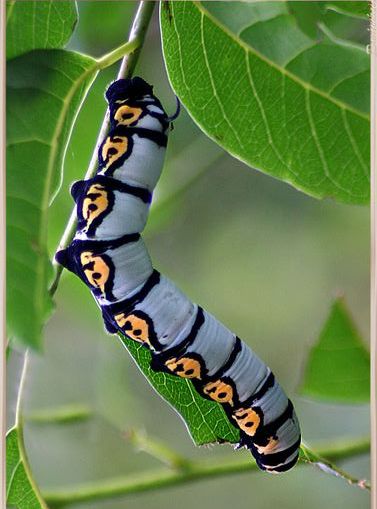 Cool Caterpillars, Colorful Caterpillar, Caterpillar Art, Caterpillar Insect, Butterfly Caterpillar, Animal Infographic, Butterflies Activities, Cool Insects, Insect Photography