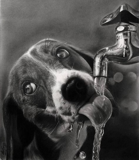 thirsty puppy Pencil Drawings Of Animals, Realistic Pencil Drawings, Pencil Sketch Images, Charcoal Sketch, Charcoal Art, Still Life Drawing, Amazing Drawings, Indian Art Paintings, Hyperrealism