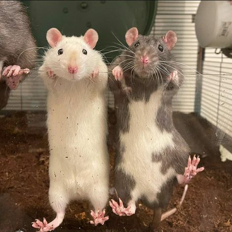 Rat Cute Pictures, Cute Mice Pictures, Rat Couple, Cute Rats Pets, Rats Cute, Fancy Rats, Dumbo Rats, Pet Rats Cute, Rat Pet