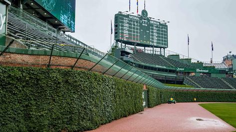 Ivy Wall, Mlb Stadiums, Chi Town, Chicago Sports, Wrigley Field, Mlb Players, Spring Training, Major League Baseball, Cubbies