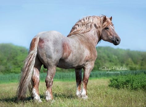 Brabant Horse, Big Horse Breeds, Draft Horse Breeds, Rare Horse Breeds, Lorne Greene, Horse Markings, Horse Coat Colors, Horse Anatomy, Draft Horse