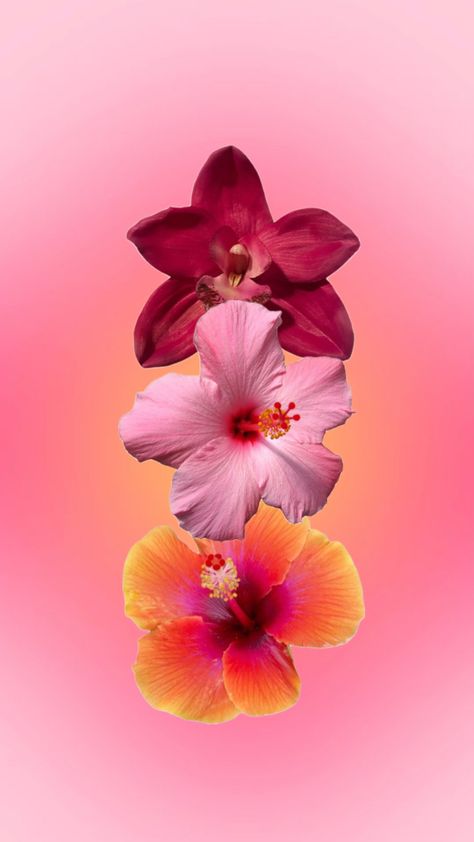 pink and orange aura background with red orchid, and one pink and one orange tiger lily arranged in line in center. Orange Aura Background, Pink And Orange Aesthetic Wallpaper, Pink And Orange Wallpaper Iphone, Pink And Orange Aura, Sunset Color Scheme, Orange Tapestry, Aura Background, Orange Aura, Red Orchid