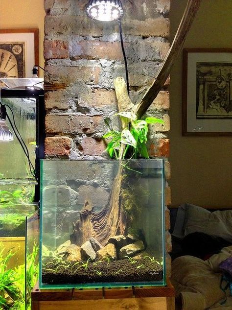 Monstera adansonii growing up driftwood ~ pleurothallid on theplantedtankforums Micro Gardening, Fish Tank Themes, Monstera Adansonii, Saltwater Tank, Bottle Garden, Aqua Terra, Vivarium, Random Ideas, Aquascaping