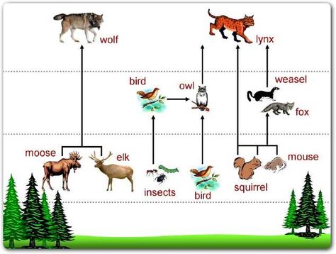 The Canadian Boreal Forest is home to many different animals. Here is a breakdown of the species, and who depends on what for survival. Animal Food Chain, Rainforest Food Chain, Food Chain Diagram, Biomes Project, Grassland Habitat, Forest Ecosystem, Homeschool Lesson Plans, Homeschool Geography, Animal Food