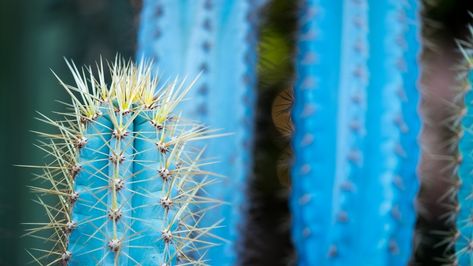 Blue Myrtle Cactus, Calm House, Blue Torch Cactus, Moon Cactus Propagation, Cactus Farm, Cactus House, Cacti Garden, Rare Cactus, Night Blooming Cactus