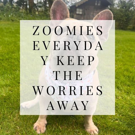 Alfie always has the zoomies right before it’s dinner time! Or if he is over sleepy! When does your dog get the zoomie? #zoomies #dogzoomies #personalisedgiftsuk #customgiftsuk #shopsmalluk #dogdays #doggifts #dogslife #dogdayinthelife #spoiltdog #petzoomies #quotes #dogquotes #petquotes Dog Zoomies, Animal Quotes, Dog Quotes, Dinner Time, Dog Days, Dog Gifts, Customized Gifts, No Worries, Dogs