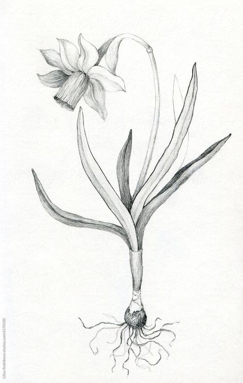 "Daffodil Drawing" by Stocksy Contributor "Liliya Rodnikova" - Stocksy Daffodil Botanical Illustration, Dafodill Flowers Drawing, Daffodils Drawing, Daffodil Drawing, Daffodil Flower, Flower Sketches, Sketchbook Art, Stippling, Sketchbook Art Inspiration