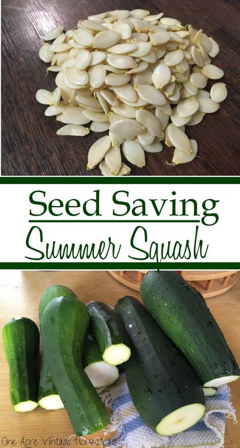 Saving Seeds From Vegetables, Seeds From Vegetables, Seed Harvesting, Growing Squash, Gemüseanbau In Kübeln, Save Seeds, Saving Seeds, Planting Pumpkins, Squash Seeds