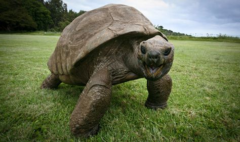 Although he may be not as fast as he used to be, 182-year-old Jonathan the giant tortoise is still going strong. He just might be the oldest living tortoise, or even terrestrial animal, in the world. Cyril Rolando, Russian Tortoise Diet, Russian Tortoise, Tortoise Care, Sulcata Tortoise, Galapagos Tortoise, Saltwater Crocodile, Giant Tortoise, First Photograph