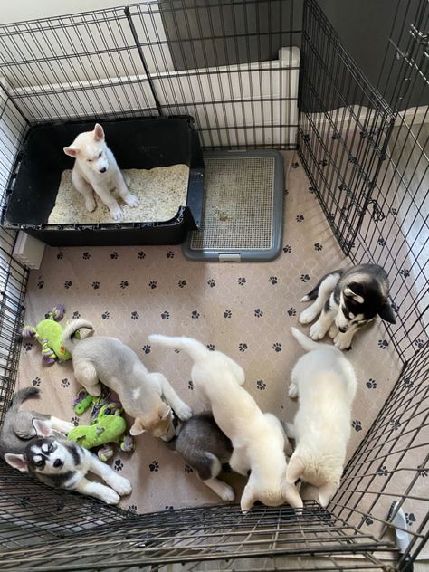 Puppy Play Pen Setup, Puppy Litter Box Ideas, Litter Of Puppies Pen, Puppy Room Decor, Dog Playpen Setup, Puppy Birthing Supplies, Welping Box, Puppy Playground, Whelping Puppies