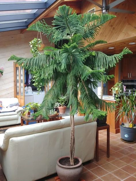 Norfolk Island Pine, Tall Indoor Plants, Potted Christmas Trees, Large Indoor Plants, Norfolk Island, Norfolk Pine, Plant Goals, Pine Island, Indoor Trees