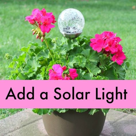 Geranium Plant With Solar Light for Mother s Day Solar Lamps Diy, Full Sun Flowers, Solar Yard Lights, Geranium Plant, Garden Markers, Orchid Care, Deck Garden, Outdoor Projects, Outdoor Plants