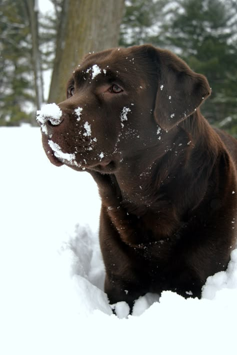 Brown Labrador, Chocolate Lab Puppies, Chocolate Labs, Chocolate Labrador Retriever, Adventure Seeker, Lab Dogs, Hunting Dog, Labrador Retrievers, Chocolate Labrador