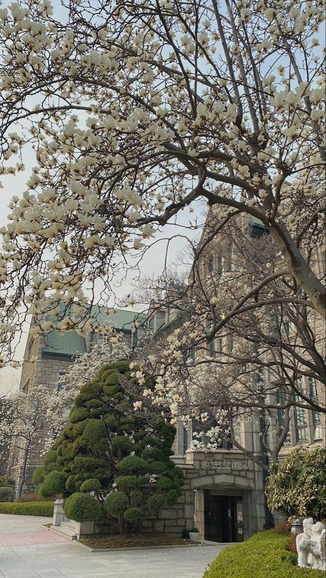 College Campus Aesthetic Korea, Ewha University Aesthetic, Japanese University Aesthetic, Korean University Aesthetic, Korea University Aesthetic, Ehwa University, University Aesthetic Campus, Yonsei University Campus, Campus Background