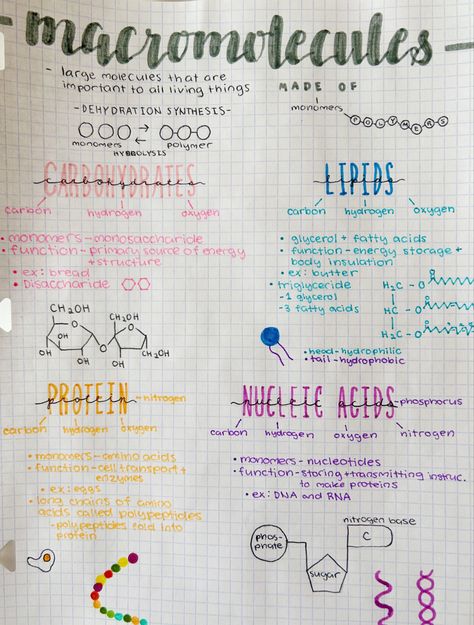 Macromolecules Biology, Freshman Highschool, Highschool Notes, Carbohydrates Biology, Enzymes Biology, Notebook Study, Biochemistry Notes, Biology Projects, Nursing School Motivation
