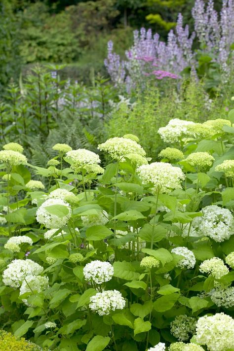 Find help & information on Hydrangea arborescens &s;Annabelle&s; hydrangea &s;Annabelle&s; Shrubs from the RHS Hydrangea Annabelle, Hydrangea Arborescens Annabelle, Hampton Court Palace Gardens, Annabelle Hydrangea, Hydrangea Arborescens, Palace Garden, Garden Types, Chelsea Flower, Plant Health