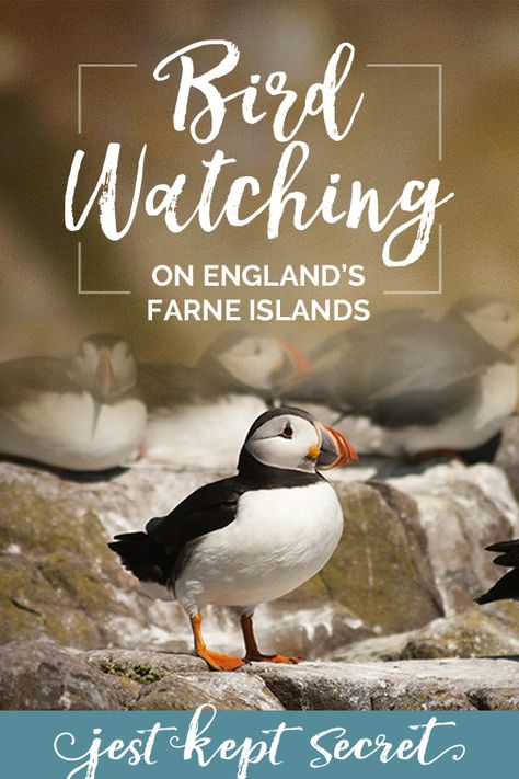 Farne Islands, Sea Birds, Travel Europe, Bird Watching, Great Places, Europe Travel, Wales, Scotland, England