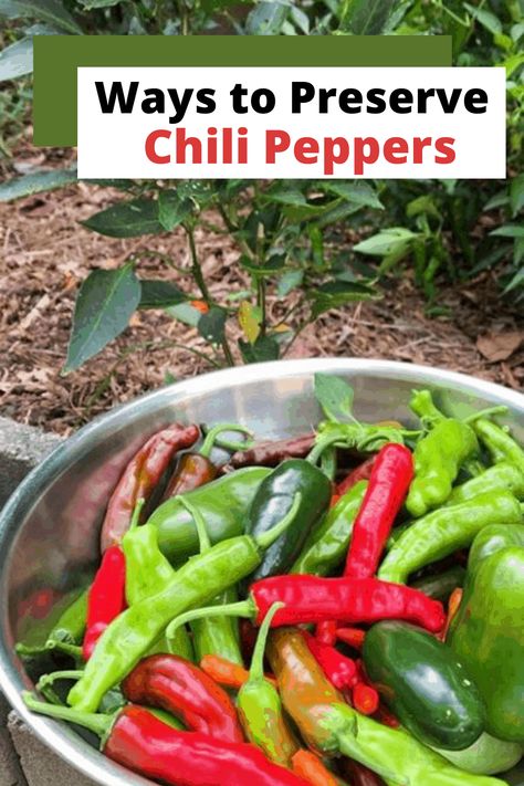 Green Chili Peppers Recipes, Canning Serrano Pepper Recipes, Thai Hot Pepper Recipes, Serrano Chili Recipes, Preserving Hot Peppers, Pickled Serrano Peppers Recipe, Fermented Peppers, Serrano Pepper Recipes, Canning Chili