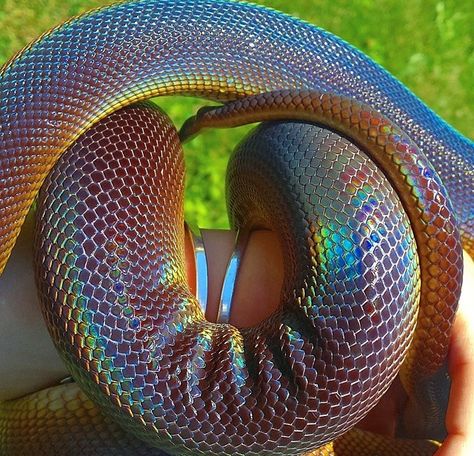 White lipped python Rainbow Python, White Python Snake, White Lipped Python, Piebald Python, Albino Burmese Python, Dragon Heartstring, Rainbow Snake, Wand Woods, Axanthic Ball Pythons