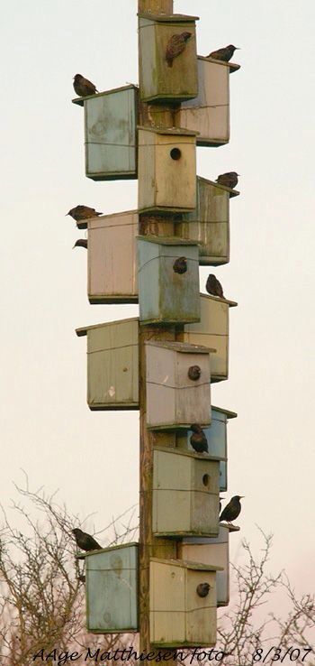 Telephone pole bird high-rise ! Bluebird House, Bird Boxes, Design Hotel, Bird Cages, Bird Garden, Outdoor Projects, Birdhouse, Dream Garden, Garden And Yard