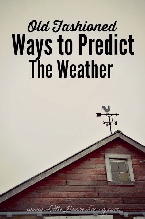 What seems to be more accurate? The 6 o'clock news? Or your aching knees? Here are some old-fashioned ways to predict the weather! Aching Knees, Hydro Power, Wild Foraging, Weather Predictions, Homesteading Skills, Domestic Goddess, Homestead Survival, Solar Wind, Emergency Prepping