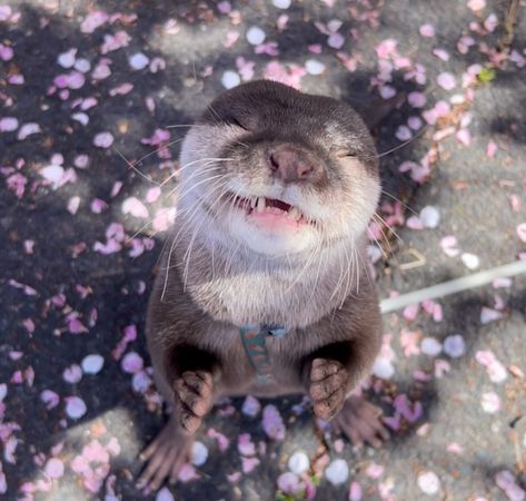 When you’re feeling yourself too much Source: @otter_tsubumi_kawauso #asiansmallclawedotter #otter #otterlovers #otterlove #otterlife #ottercreek #otterpup #otterbaby #riverotter #instaotter #ottergram #smallclawedotter #otters #otterlyadorable #seaotter #wildlife #otterbox #otterlover #ottertail #cuteotters #animals #ottercute #instaotter #seadog River Otters Cute, Sea Otter Pfp, Otter Therian, Otter Pfp, Otters Funny, Baby Sea Otters, Otter Pup, Cute Otter, Otters Cute