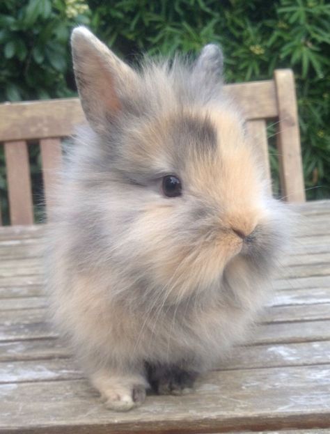 Lionhead Bunny, Lop Bunnies, Rabbits For Sale, Cutest Bunny Ever, Lionhead Rabbit, All About Rabbits, Guildford Surrey, Pet Bunny Rabbits, Fluffy Rabbit