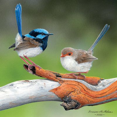 Blue Wren, Australian Fauna, Sculpture Inspiration, Fairy Wren, Animal Inspiration, Birds Of Australia, Bird Watercolor, Miniature Paintings, Animals Dogs