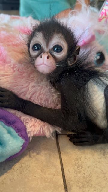 Spider Monkey Pet, Drawing Monkey, Monkey Pet, Tattoo Spider, Spider Monkeys, Cute Monkeys, Spider Man Spider, Cute Monkey Pictures, Jewelry Animals