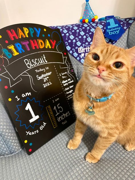 Ideas For My Cats Birthday, Birthday For Cat Pets, My Cats Birthday, Birthday For Cat Ideas, Cats 1st Birthday, Cat Birthday For Cats, Cats First Birthday Party, Pet Cat Birthday Party Ideas, Cat Birthday Party Ideas For Cats