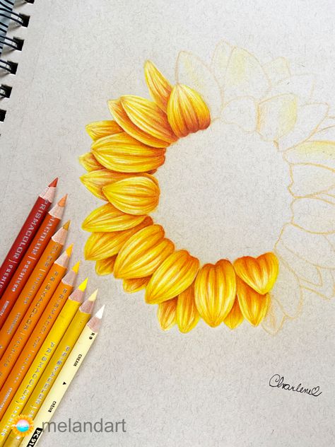 Color Pencils Sketch, Coloring Drawing Ideas, Sunflower Colour Pencil Drawing, Colored Pencil Sunflower, Sun Drawing Realistic, Drawing And Colouring Ideas, Sunflower Pencil Drawing, Pencil Colour Drawing Flower, Drawings With Colored Pencils