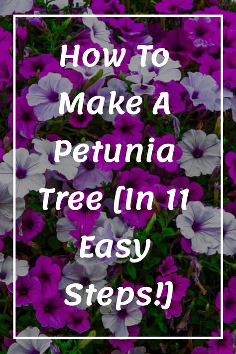 Exploring creative methods to introduce vibrant hues into your outdoor space can be an enjoyable adventure. Have you dreamed of guiding your petunias to take on a treelike appearance instead of their usual shrub form? Embrace the excitement of transforming your garden with fresh and innovative approaches! Petunia Tree How To Make A, Petunia Tree, Trailing Petunias, Wave Petunias, Flower Tower, Old Farmers Almanac, Garden Shears, Garden Posts, Landscape Fabric