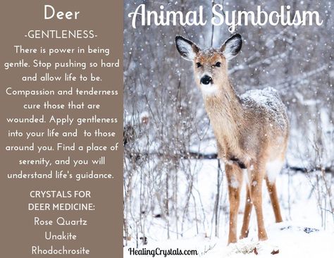 Buck Symbolism, Deer Meaning Spirit Animal, Deer Symbolism Meaning, Deer Spirit Animal Meaning, Bunny Symbolism, Deer Meaning, Deer Symbolism, Deer Spirit Animal, Deer Totem