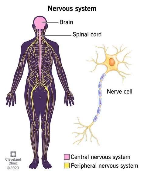 Nervous System: What It Is, Parts, Function & Disorders Brain And Spinal Cord Drawing, Parts Of Nervous System, Nervous System Drawing, Nervous System Projects, Pins And Needles Feeling, Nervous System Diagram, Reading Sentences, Nervous System Anatomy, Mermaid Stories