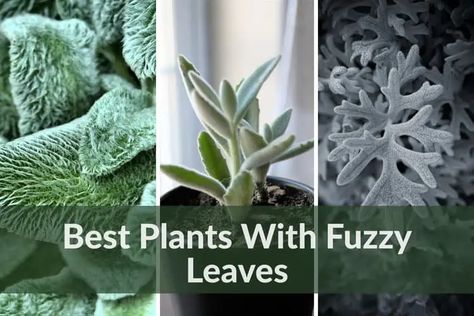 Creating a peaceful and sensory experience in your garden can be achieved by incorporating plants with soft and velvety leaves. These delicate plants add a dreamy and magical element to your landscape and provide an extra dimension to your arrangement. There are various options, from the popular fuzzy succulents like the chocolate soldier plant to … 11 Best Plants With Fuzzy Leaves to Add Texture to Your Garden Read More » The post 11 Best Plants With Fuzzy Leaves to Add Texture ... Outside Plants, Rubber Plant, Tall Plants, All About Plants, Leaf Flowers, Medicinal Plants, Cool Plants, Planting Succulents, Green Leaves