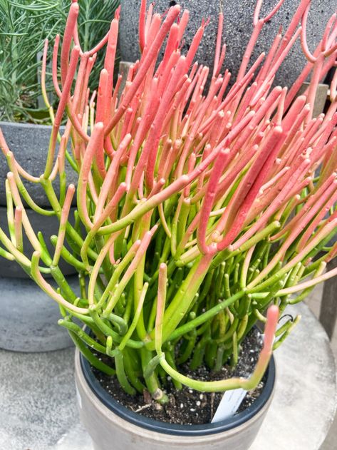 3 Pencil Cactus Care Tips - Paisley Plants Cactus Names, Pencil Cactus, Succulent Potting Mix, How To Water Succulents, Cactus Care, Pink Pencil, Clean Pots, Propagating Succulents, Types Of Succulents