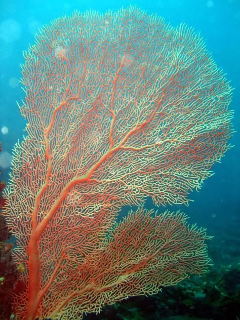 Coral Reef Photography, Sea Fan Coral, Underwater Flowers, Flower Animals, Underwater Plants, Fan Coral, Fauna Marina, Sea Fan, Sea Plants