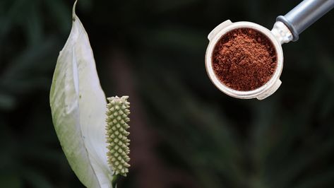 Peace Lily Plant Care, Coffee Grounds As Fertilizer, Diy Fertilizer, Lily Plant Care, Peace Lillies, Peace Lilies, Peace Lily Plant, Waste Material, Uses For Coffee Grounds