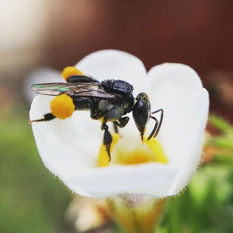 Flow Hive, Stingless Bees, Wedge Tailed Eagle, Humble Bee, Parts Of A Flower, Attract Pollinators, Incredible Creatures, Subtle Tattoos, Wild Plants