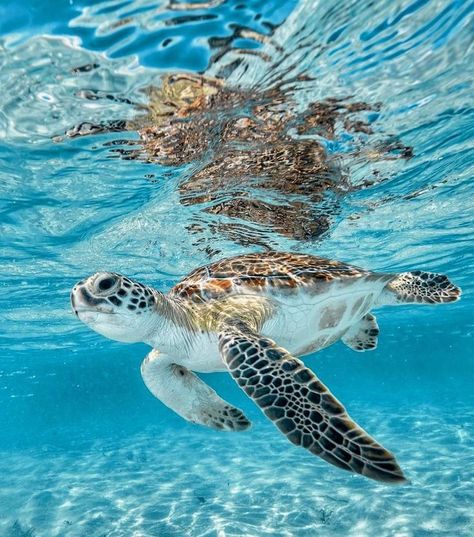 earthanthem: “(via Pinterest) Sea Turtles Lovers 💚 on Instagram / Credit: @deanocook ” Sea Turtle Wallpaper, Sea Turtle Pictures, Turtle Wallpaper, Ocean Turtle, Turtle Swimming, Green Sea Turtle, Turtle Love, Beautiful Sea Creatures, Ocean Pictures