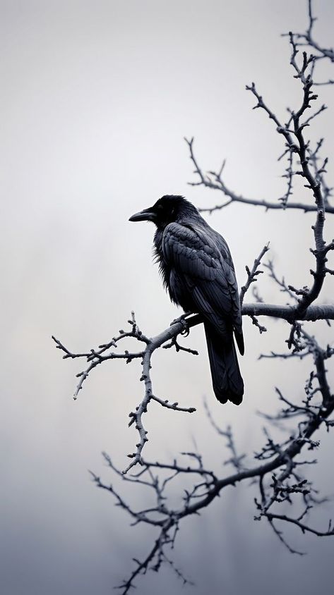 Crow wildlife animal nature. | premium image by rawpixel.com / Ake Crows Photography, Crow Iphone Wallpaper, Black Black Wallpaper, Crow Wallpapers, Crow Screensaver, Crow Front View, Crow On A Branch, Bird Black And White Photography, Crows In Trees