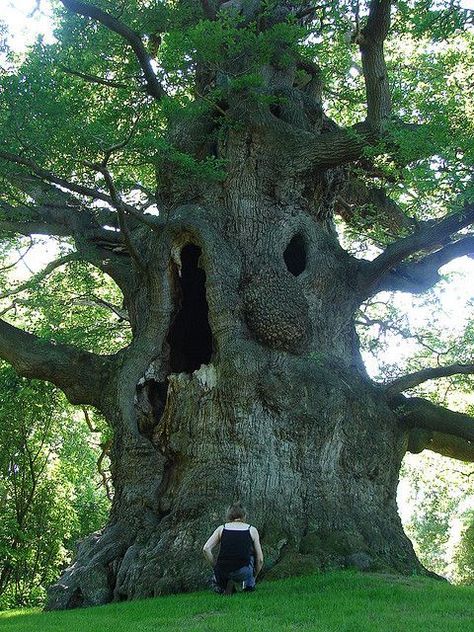 waaow hollow tree~ Sacred Groves, Hollow Tree, The Giving Tree, Bodhi Tree, Giant Tree, Old Oak Tree, The Darkest Minds, Location Inspiration, Spiritual Power